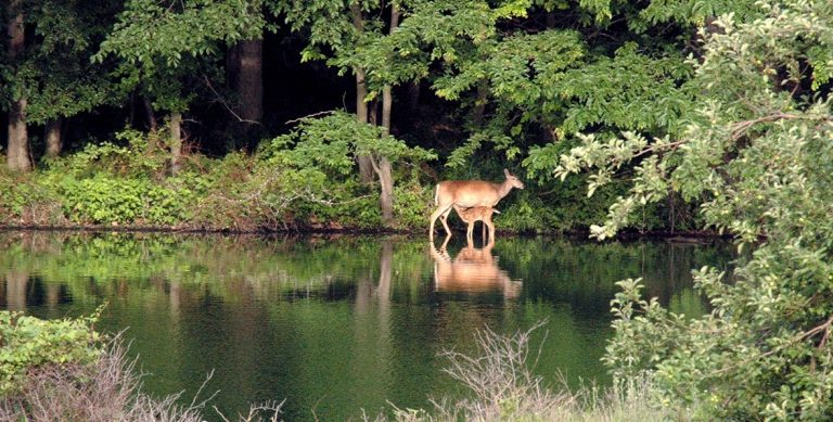 Deer-Pic Deer-Pic