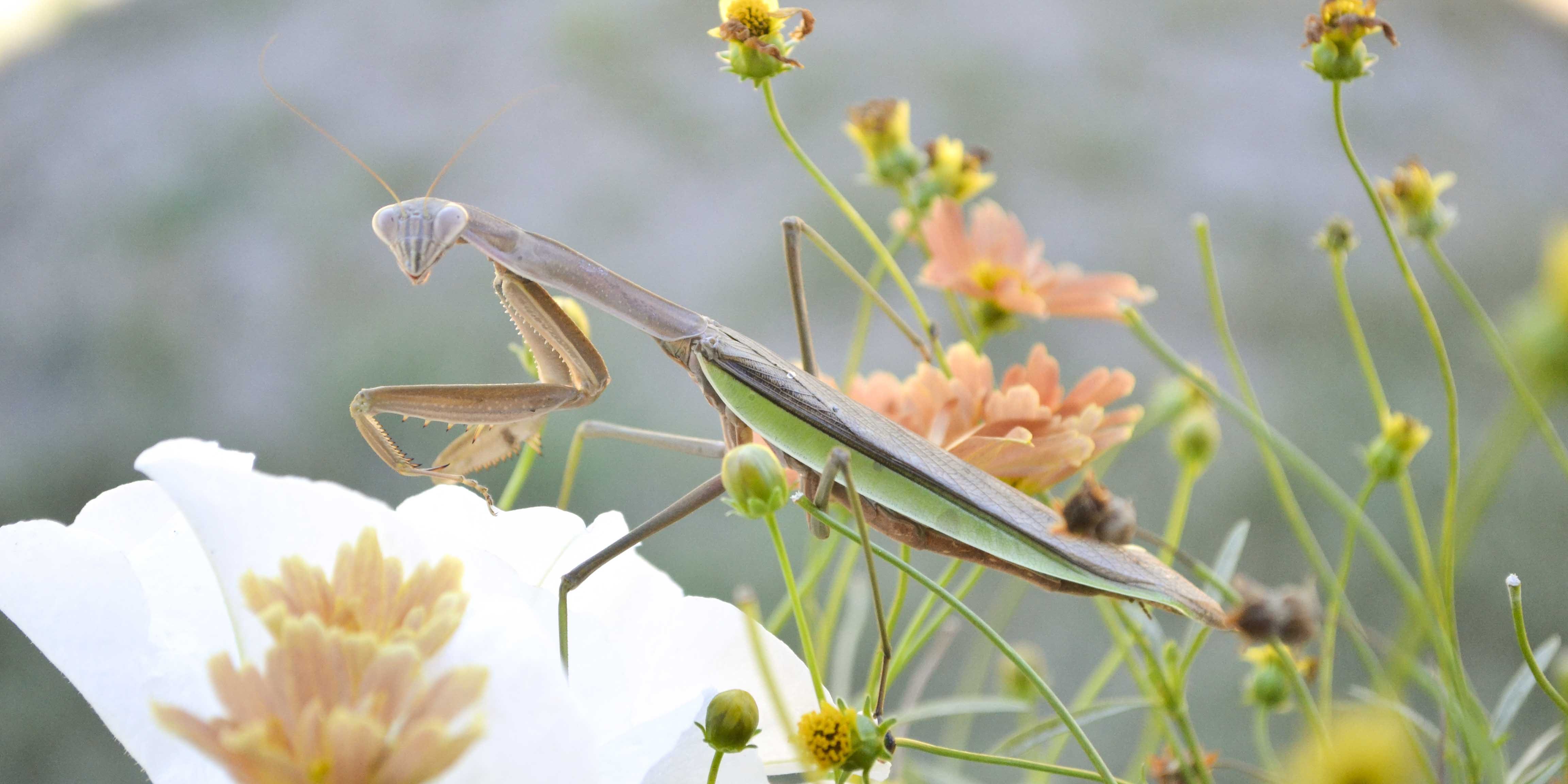 Nature Praying Mantic Shari Engel