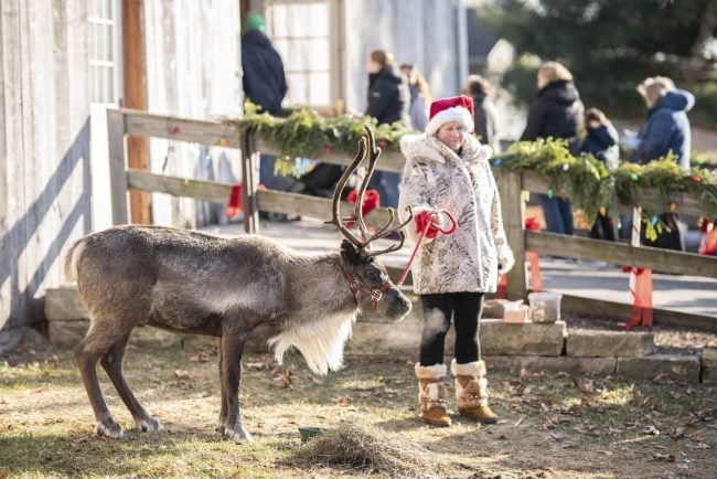 Prelude to Christmas Reindeer