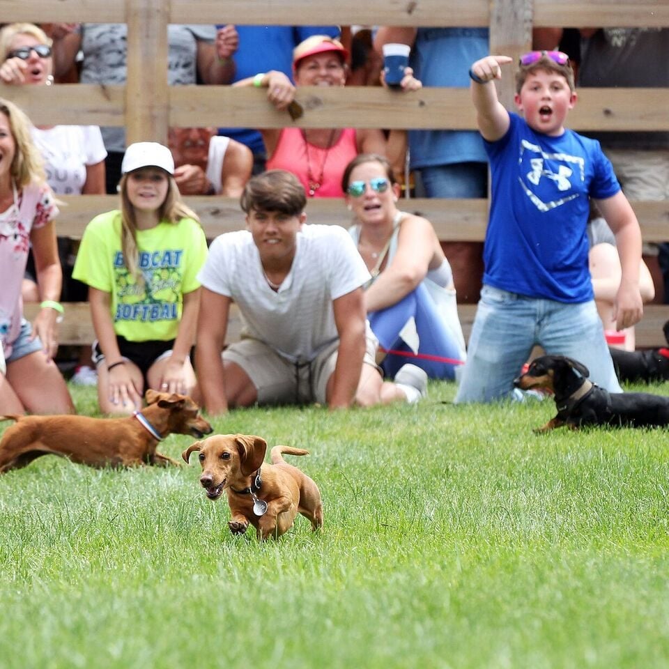 Dachshund Derby (wiener dog race) at Wurst Festival in the Amana Colonies